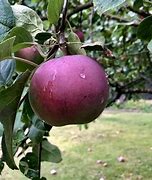 Image result for Mac Apple Fruit
