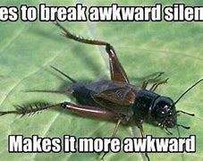 Image result for Nothing but Crickets Meme