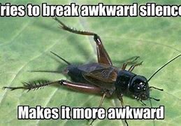 Image result for Google Images Cricket Insect Funny