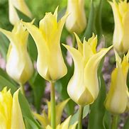 Image result for Tulipa Florijn Chic