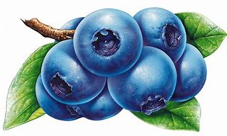 Image result for Blueberry Plant Clip Art