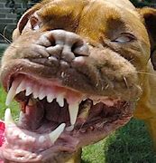 Image result for Creepy Scary Dog