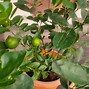 Image result for Orange Bush Plant