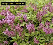 Image result for Syringa patula Miss Kim