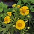 Image result for Helenium autumnale Helena Gold