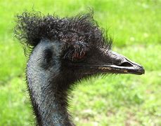 Image result for Emo Emu