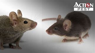 Image result for Mice and Rat Control