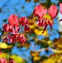 Image result for Beautiful Autumn Landscape