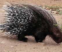 Image result for African Porcupine Animal