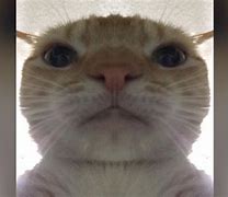Image result for Cat On Camera Meme