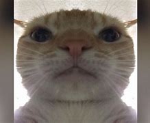 Image result for Worried Look Cat Meme