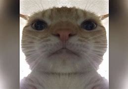 Image result for Distorted Cat Meme