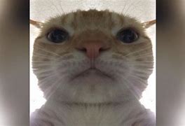Image result for Cat Photo Close Up Meme Ginger