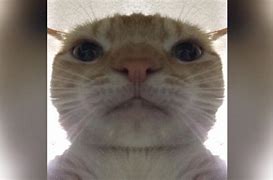 Image result for Meme Cat Face Anger