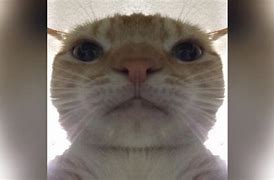 Image result for 1080X1080 Funny Cat Face Meme