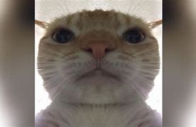 Image result for Cat Camera Angle Funny