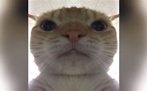 Image result for 360 Camera Cat