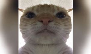 Image result for Funny Cat Meme Wallpapers for Desktop