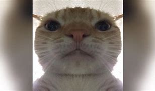Image result for White Cat Meme Cry