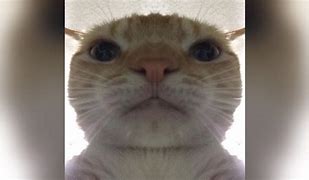 Image result for Cat Face Close Up Happy