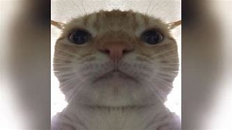 Image result for OK Cat Meme
