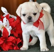Image result for Cream Pug