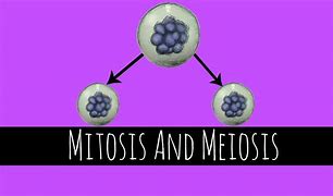Image result for Key Differences Between Mitosis and Meiosis