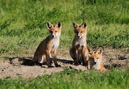Image result for Foxes's Battery