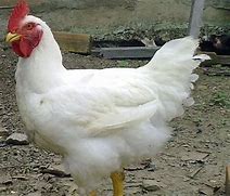 Image result for Gambar Ayam