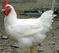 Image result for ayam�