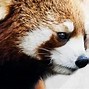 Image result for Red Panda Location