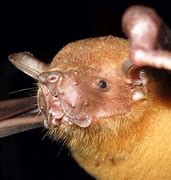 Image result for Fish-Eating Bat