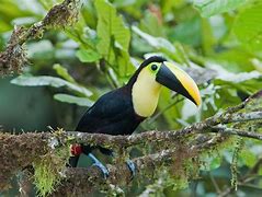 Image result for Ramphodon Trochilidae