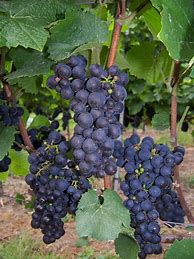 Image result for Spinifex Pinot Noir