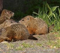 Image result for Groundhog Family