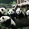 Image result for Panda Bear Facts