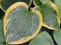 Image result for Hosta Broad Band