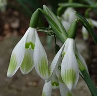 Image result for Galanthus Wifi Take a Break