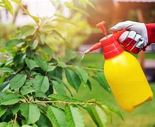 Image result for Fruit Tree Pesticide