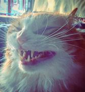 Image result for Evil Cat Smile