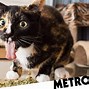 Image result for Crazy Cat On Catnip