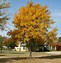 Image result for 8 Year Old Tree