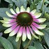 Image result for Echinacea purpurea Green Envy ®