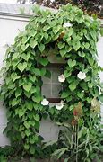 Image result for What Type of Vine Is Strong and Graceful