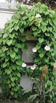 Image result for Perennial Climbing Vines