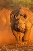 Image result for Rhino Runner
