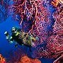 Image result for Underwater Marine Life