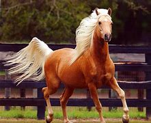 Image result for Beautiful Palomino Horses