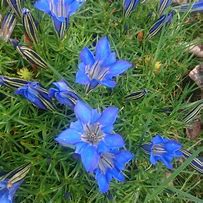 Image result for Gentiana Diana Suprise