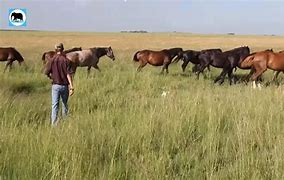 Image result for Fling Horse in South Africa